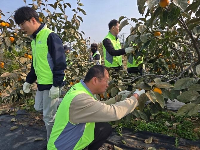 한국농어촌공사 강화옹진지사는 30일 강화군 선원면 선행리에 위치한 감 재배 농가를 방문 행복충전을 위한 KRC 영농도우미 활동을 진행했다.가을철 수확시기 고령화로 인해 노동력이 부족한 취약농가를 지원해 농가들에게 인기를 얻고 있다.  사진=한국농어촌공사 강화옹진지사