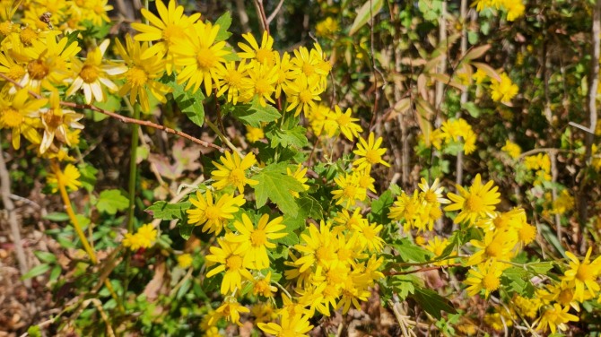남산의 가을, 백승훈 시인