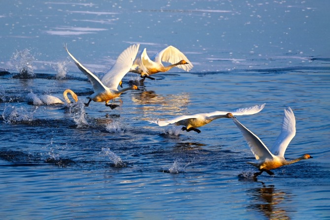 경기도 광주시 팔당물안개공원에 찾아온 백조들이 호수 위를 미끄러지듯 날고 있다. 사진=광주시