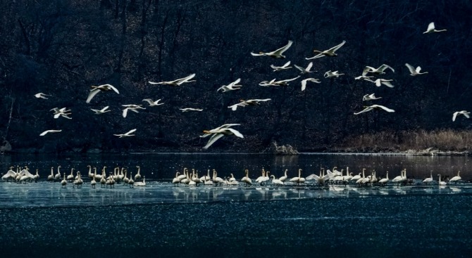 경기도 광주시 팔당물안개공원에 찾아온 백조들이 고요한 호수 위를 떠다니고 있다. 사진=광주시