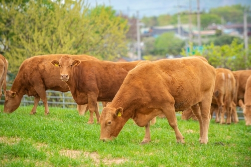 한우   사진=한우자조금