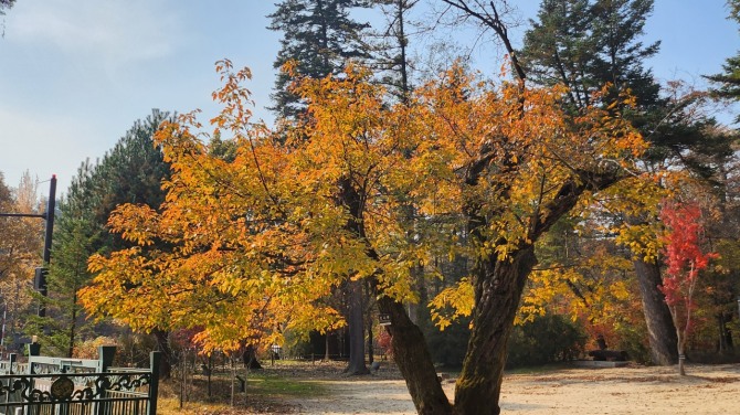 광릉 복자기나무 숲길을 걷다, 백승훈 시인