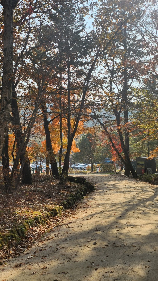 광릉 복자기나무 숲길을 걷다, 백승훈 시인