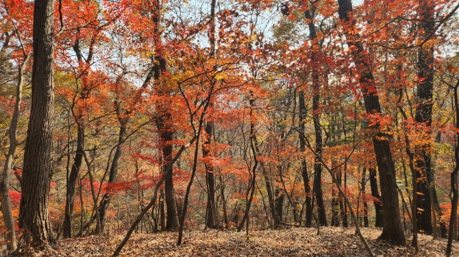 광릉 복자기나무 숲길을 걷다, 백승훈 시인