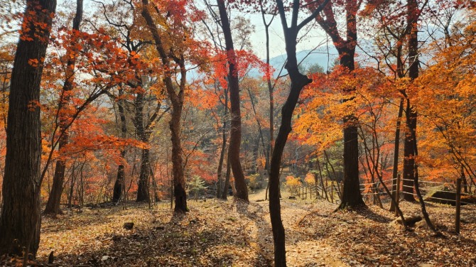 광릉 복자기나무 숲길을 걷다, 백승훈 시인