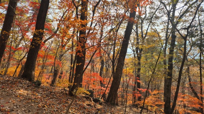 광릉 복자기나무 숲길을 걷다, 백승훈 시인