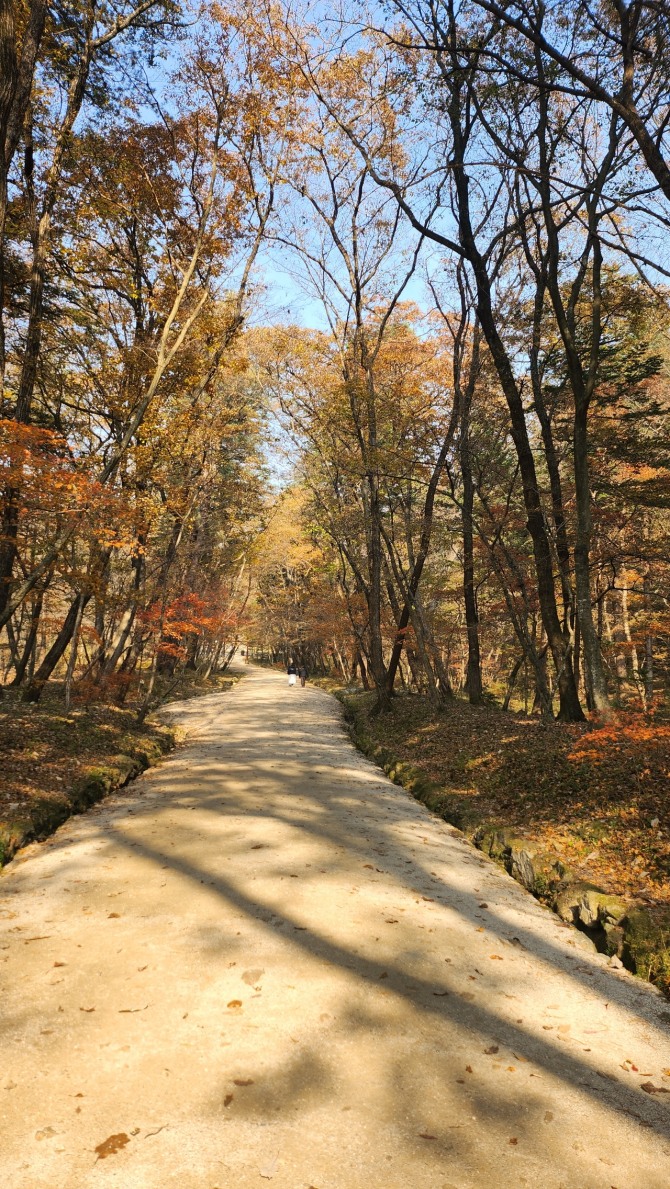 광릉 복자기나무 숲길을 걷다, 백승훈 시인