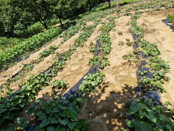 농작물 전경=사진 옹진군