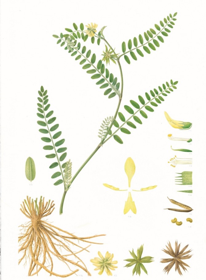 강화황기 세밀화  사진=강화군