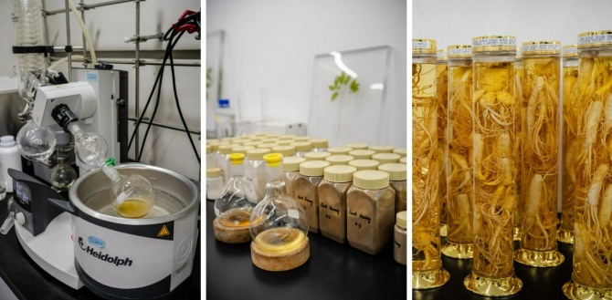 경기도 용인시에 위치한 아모레퍼시픽 연구소에서 액체 상태의 인삼 농축 분말을 추출하고 있다. 인삼의 핵심 성분인 사포닌은 노화 방지 효능을 지녔지만, 아직 많은 부분이 베일에 싸여 있다. 사진=아모레퍼시픽