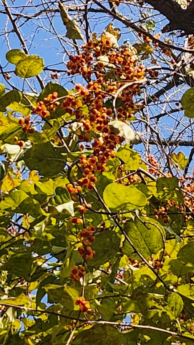 새를 보며 걷는 평화누리길, 백승훈 시인