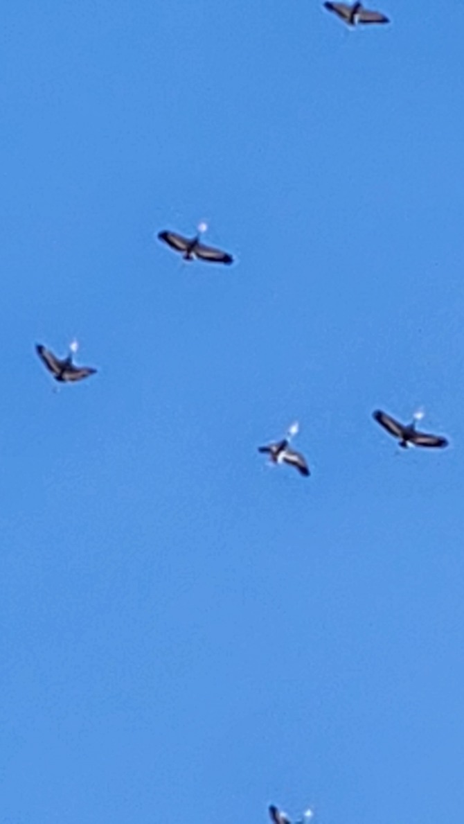 새를 보며 걷는 평화누리길, 백승훈 시인