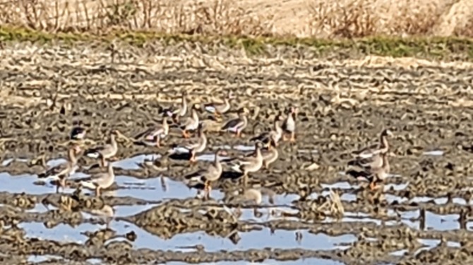 새를 보며 걷는 평화누리길, 백승훈 시인