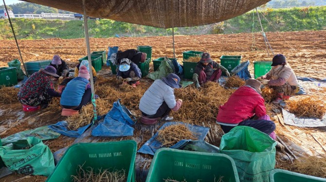 농민들이 6년 동안 비옥한 토양과 해풍을 맞으며 영양분을 먹고 자란 인삼을 수확하고 있다.  사진=강화군 
