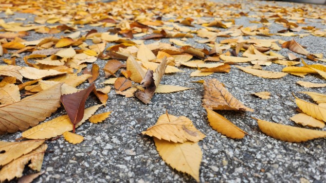 낙엽을 밟으며, 백승훈 시인