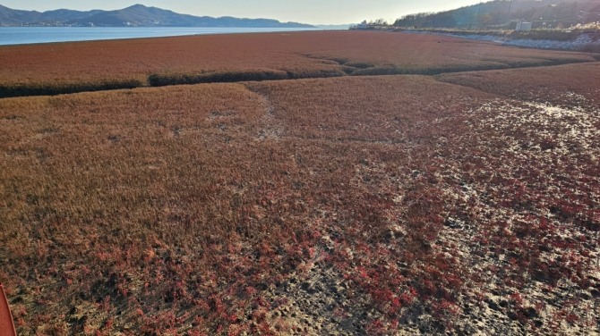 봄에는 초록빛 물결, 가을에는 자줏빛 붉은 물결로 박용철 강화군수도 관광지로 홍보 했다. 그러나 주변에 공중화장실이 없어 불편을 느끼고 있는 곳이다.  사진=유영재 기자