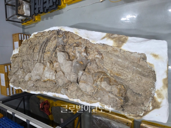 포항 신생대 두호층 결핵체. 사진=포항시