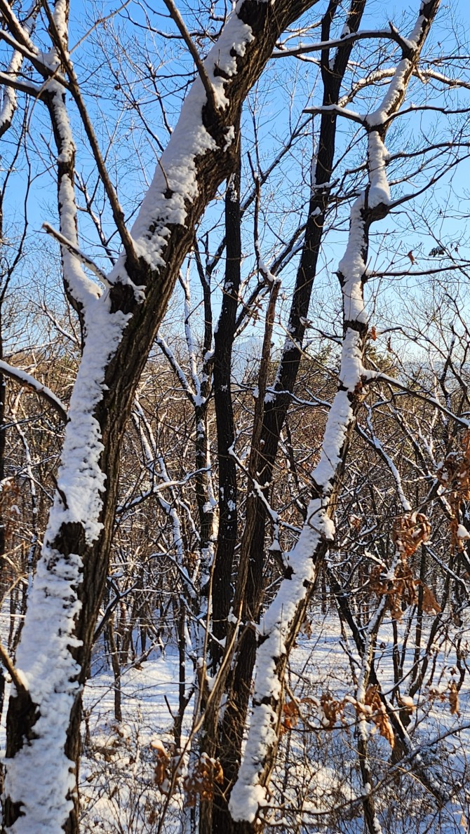 겨울 숲에서, 백승훈 시인