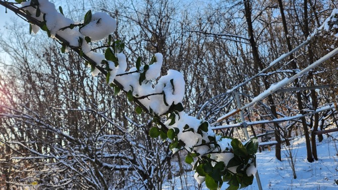 겨울 숲에서, 백승훈 시인