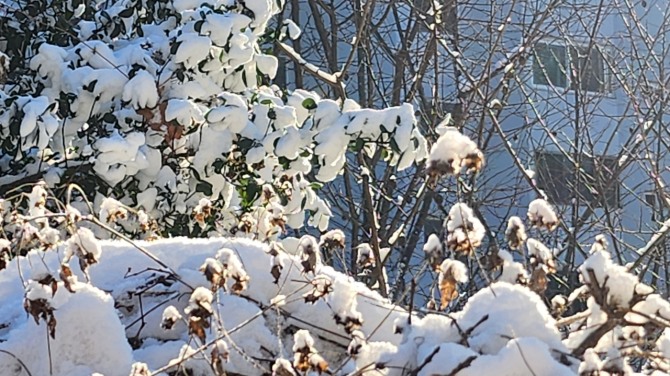 겨울 숲에서, 백승훈 시인
