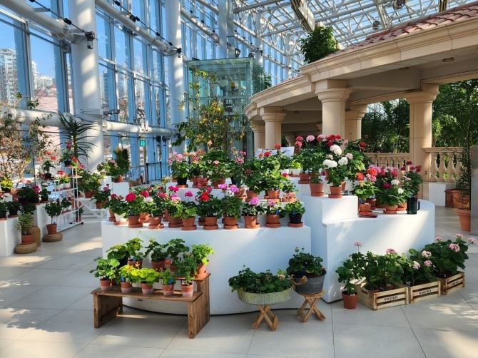 수원 일월수목원 전시온실에 봄을 알리는 제라늄이 전시돼 있다. 사진=수원시