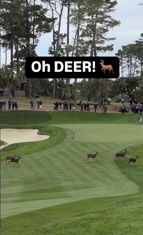 페블비치에 나타난 사슴들. 사진=PGA투어