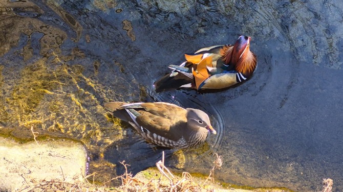 방학천의 원앙 한 쌍, 백승훈 시인