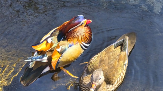 방학천의 원앙 한 쌍, 백승훈 시인