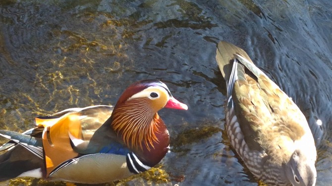 방학천의 원앙 한 쌍, 백승훈 시인