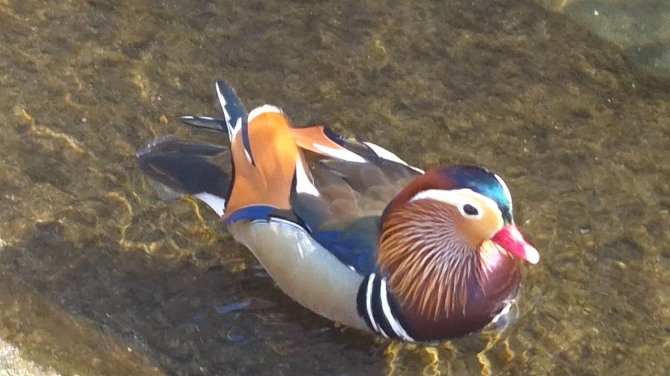 방학천의 원앙 한 쌍, 백승훈 시인
