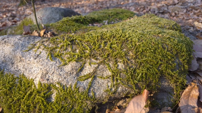 봄, 어디쯤 오고 있을까...백승훈 시인