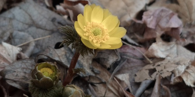 홍릉수목원의 복수초, 백승훈 시인