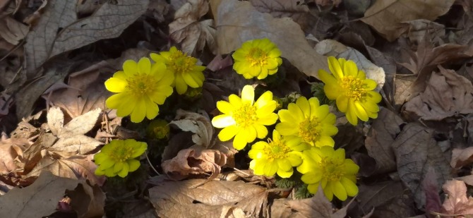 홍릉수목원의 복수초, 백승훈 시인