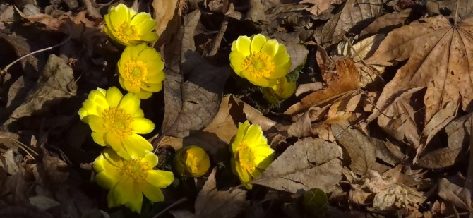 홍릉수목원의 복수초, 백승훈 시인