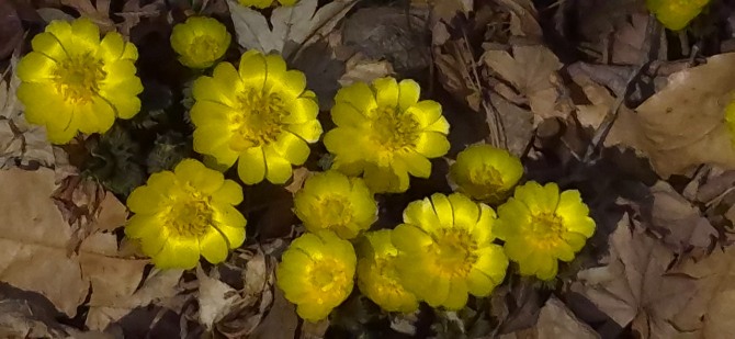 홍릉수목원의 복수초, 백승훈 시인