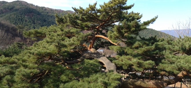 내 고향의 아름다운 소나무, 부부송(夫婦松) / 백승훈 시인