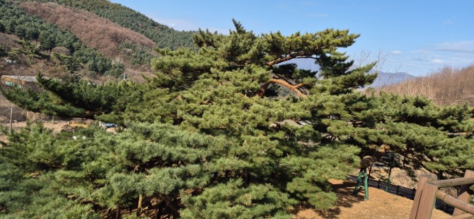 내 고향의 아름다운 소나무, 부부송(夫婦松) / 백승훈 시인