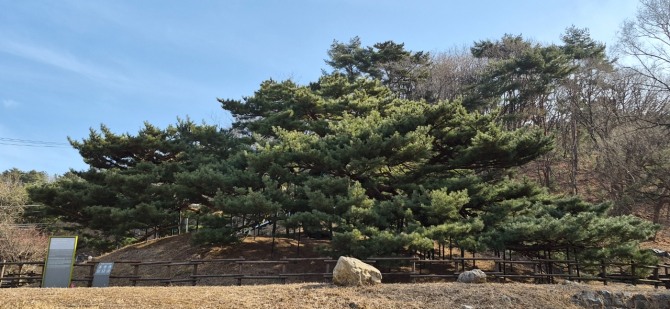 내 고향의 아름다운 소나무, 부부송(夫婦松) / 백승훈 시인