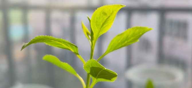봄이 오는 길 / 백승훈 시인