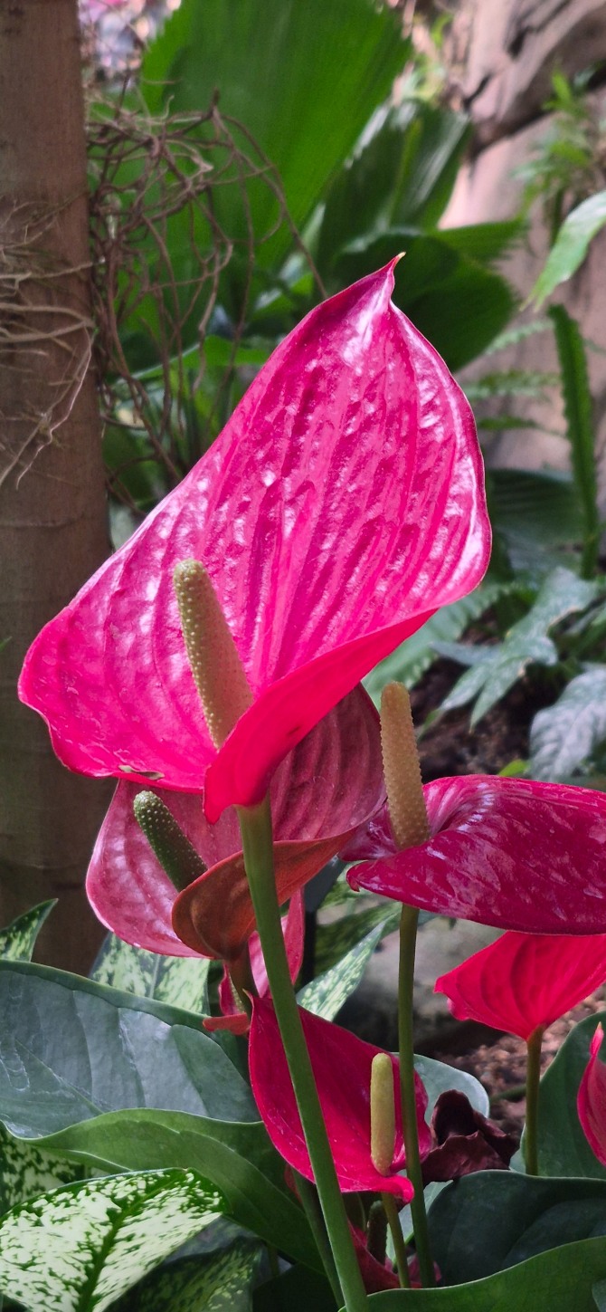 봄이 오는 길 / 백승훈 시인