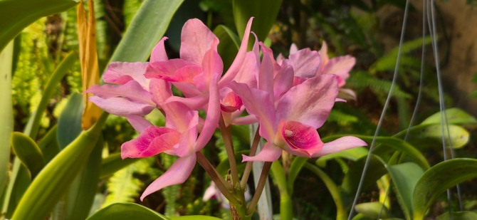 봄이 오는 길 / 백승훈 시인