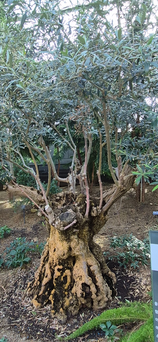 봄이 오는 길 / 백승훈 시인