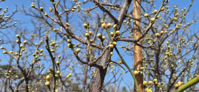 봄이 오는 길 / 백승훈 시인