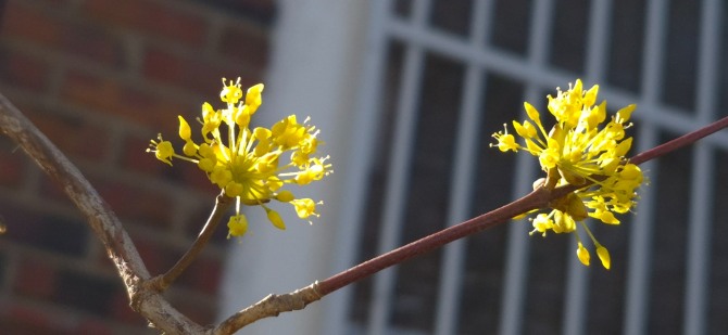꽃의 전언 / 백승훈 시인