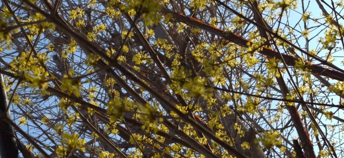 꽃의 전언 / 백승훈 시인