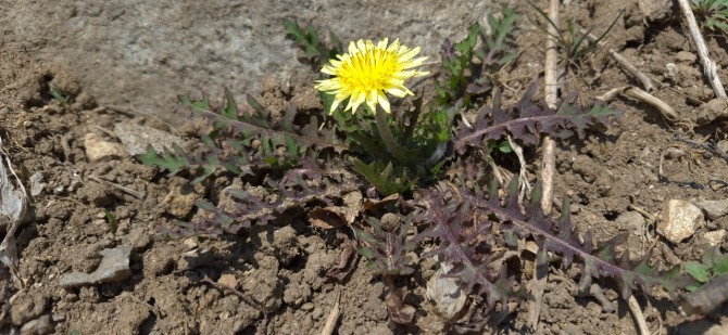 꽃의 전언 / 백승훈 시인