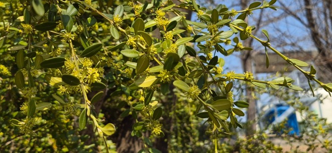 꽃의 전언 / 백승훈 시인