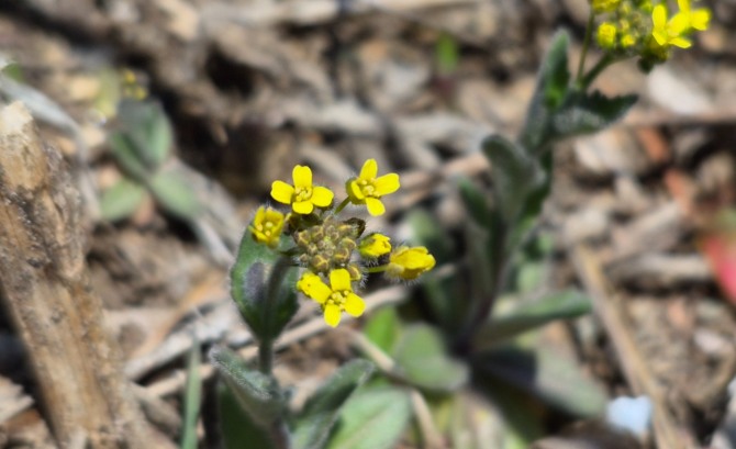 꽃의 전언 / 백승훈 시인