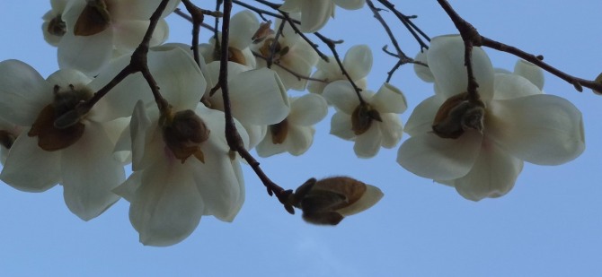 꽃의 전언 / 백승훈 시인