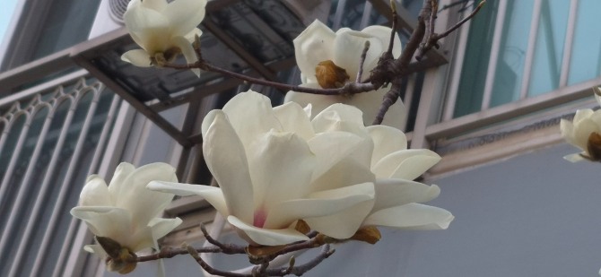 꽃의 전언 / 백승훈 시인